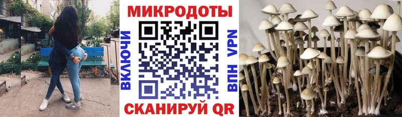Купить где  Красновишерск  Галлюциногенные грибы Psilocybine cubensis 
